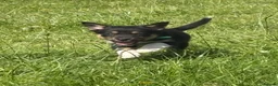 Mixed Breed dogs for sale: Lovely Border Collie x Australian Kelpie Pups   in Llanrwst - Advert 11