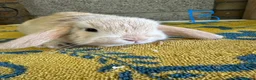 Mini Lop rabbits for sale: Mini Lop Rabbits For Sale  - Advert 25