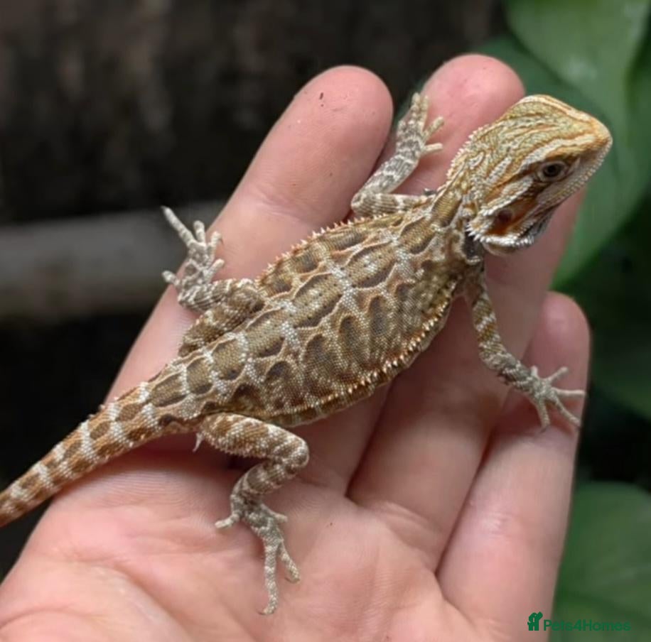 Bearded Dragon reptiles for sale: BABY BEARDED DRAGONS NOW BACK IN STOCK - Advert 11