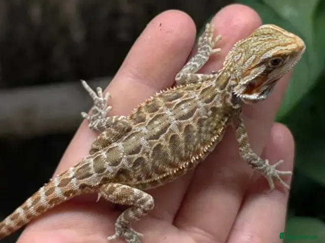Bearded Dragon reptiles for sale: BABY BEARDED DRAGONS NOW BACK IN STOCK - Advert 11