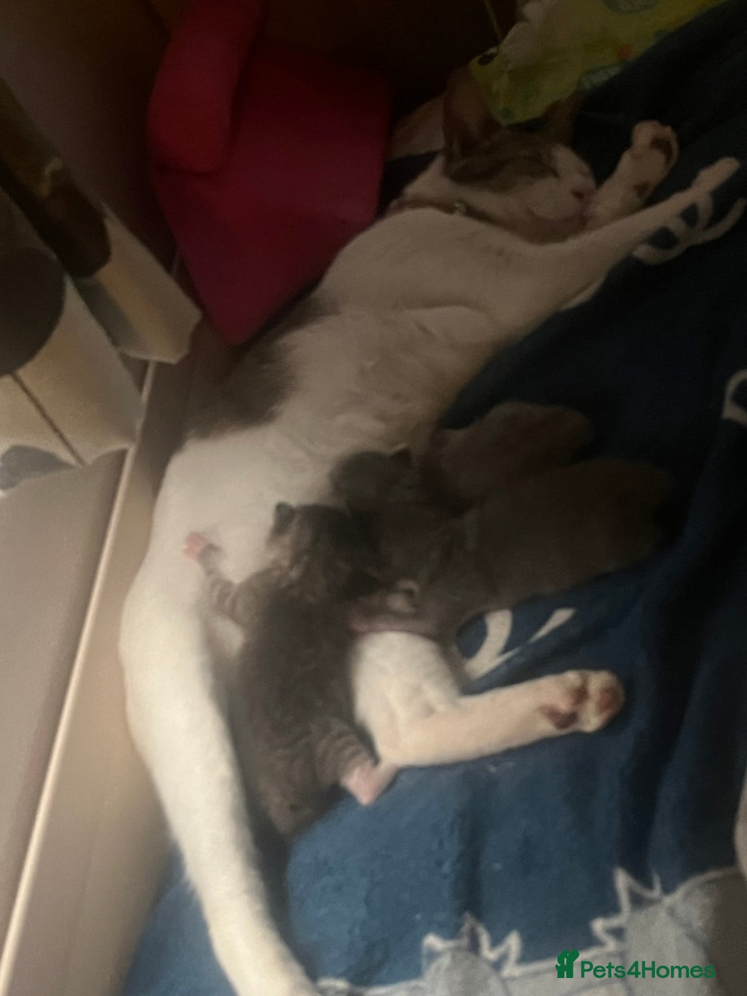 Mixed Breed cats for sale: Half ragdoll girl kittens ready now  - Image 28