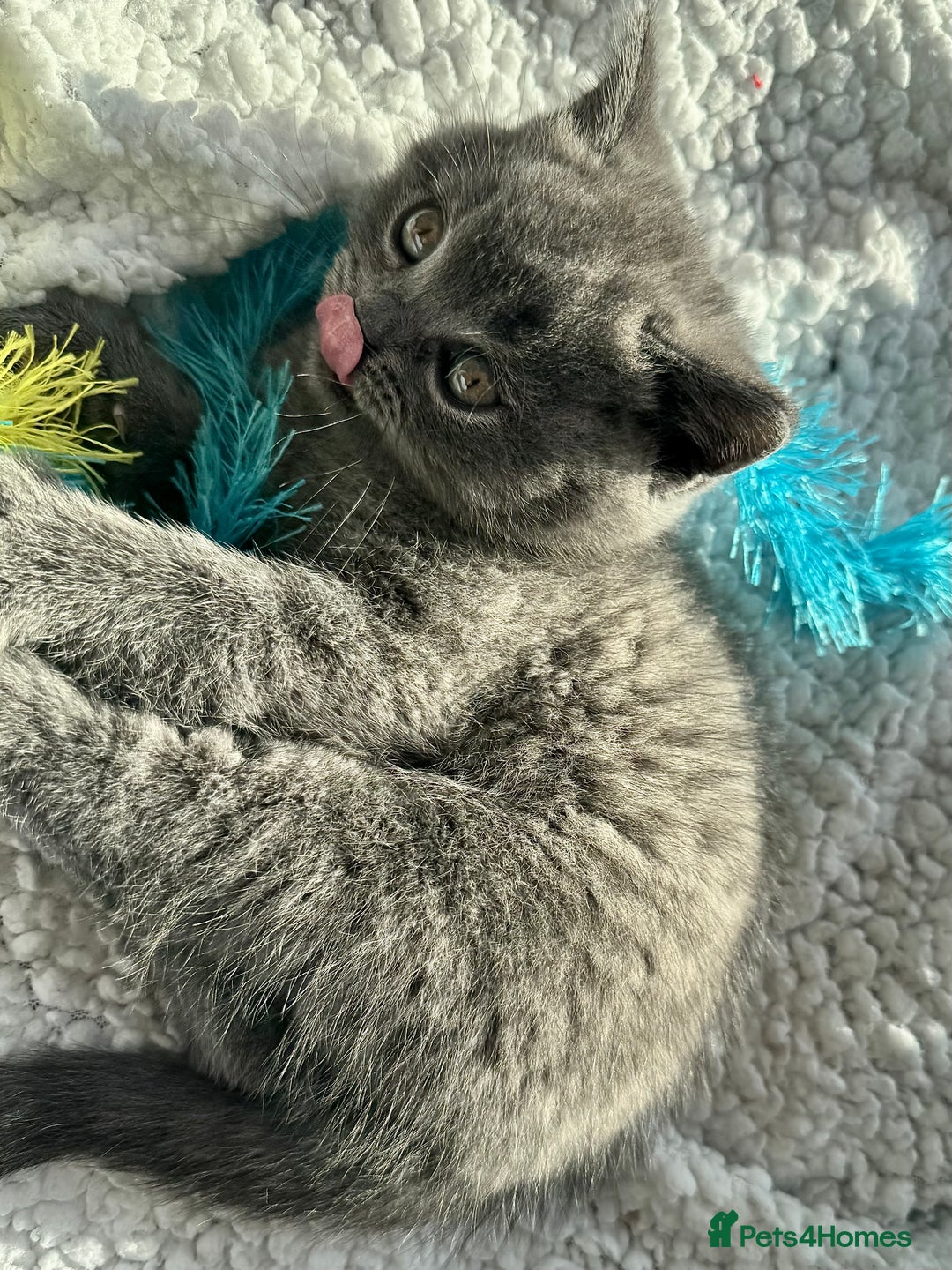 British Shorthair cats for sale: SALE - ONLY 1 LEFT - British Shorthair kittens - Image 20