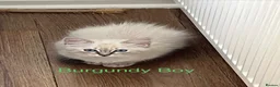 Siberian cats for sale: Amazing Siberian Neva Masquerade/Ragdoll kittens  - Advert 31