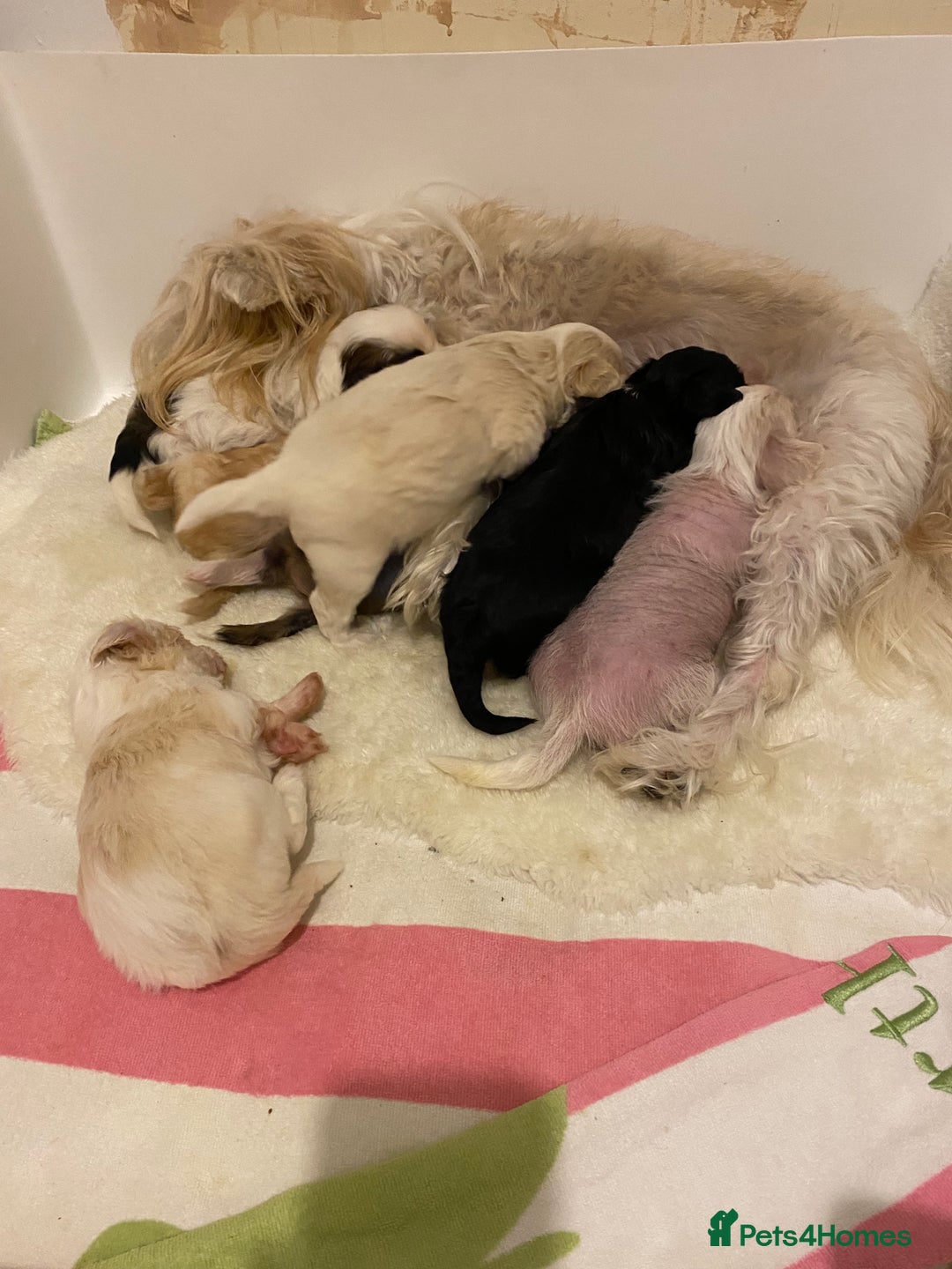 Chinese Crested dogs for sale: Chinese Crested puppies - Advert 7