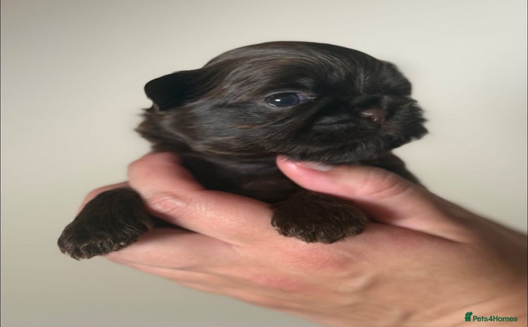 Shih Tzu dogs - Advert 1
