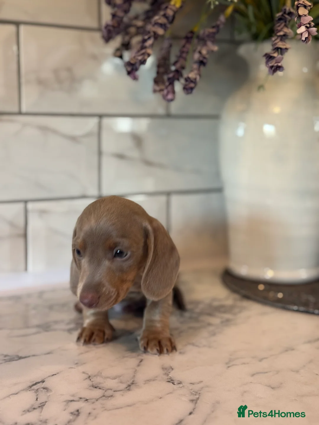 Miniature Dachshund dogs for sale: 🎀 SHOW QUALITY KC REGISTERED MALES AND FEMALES 🎀 - Advert 22