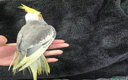 Cockatiels birds for sale: Silly hand tamed baby cockatiels for sale  - Image 9