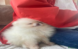 Pomeranian dogs for sale: Beautiful girl Pomeranian puppy for sale  - Image 9