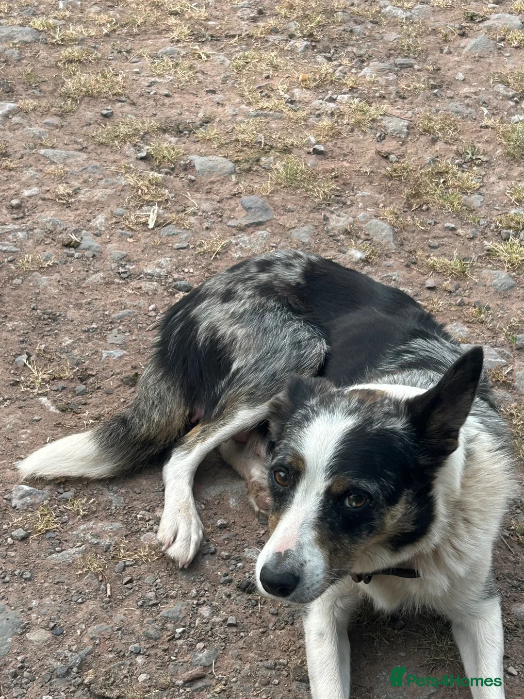 Border Collie dogs for sale: Beautiful Blue Merle Collie Puppies  in Hereford - Advert 1