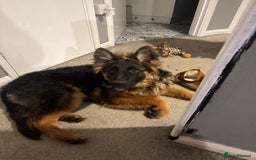 German Shepherd dogs for sale: Rehoming 1 Year Old German Shepherd Male - Image 17