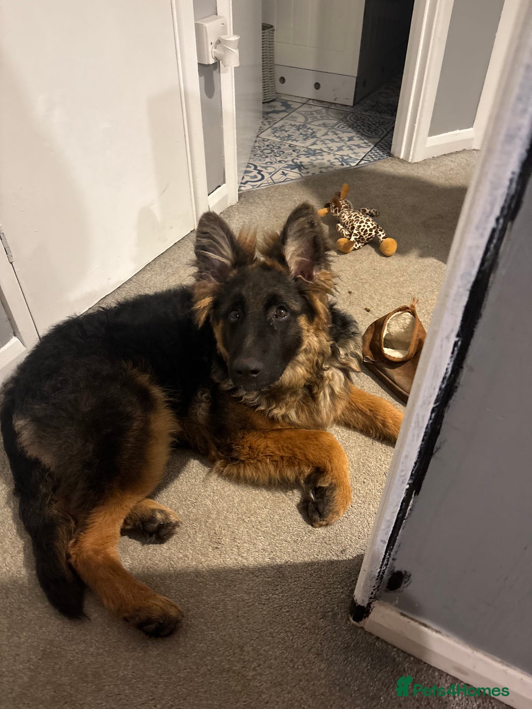 German Shepherd dogs for sale: Rehoming 1 Year Old German Shepherd Male - Image 17