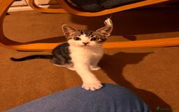 British Shorthair cats for sale: 1 male 1 female - Image 2