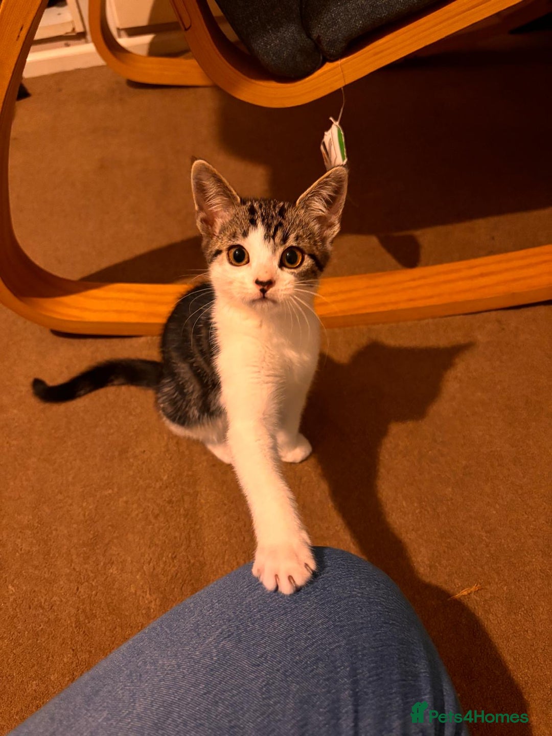 British Shorthair cats for sale: 1 male 1 female - Image 2