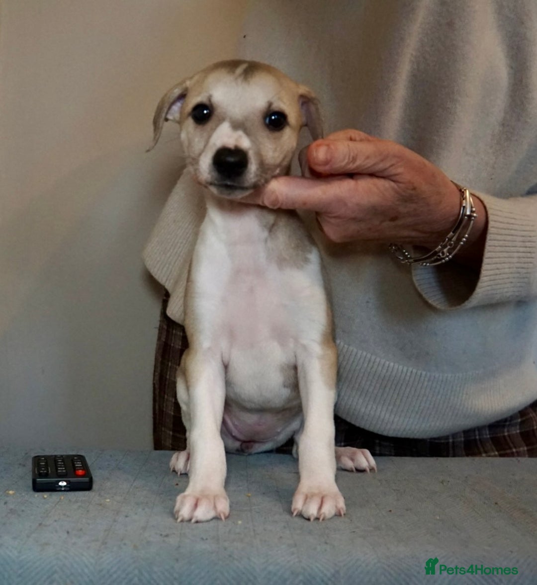 Whippet dogs for sale: Top quality bitch - Advert 4