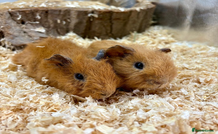 Guinea Pig rodents - Advert 1