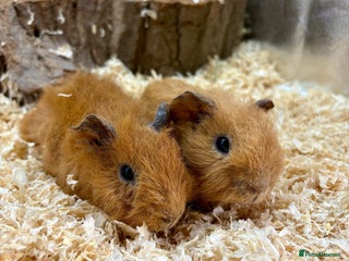 Guinea Pig rodents - Advert 21