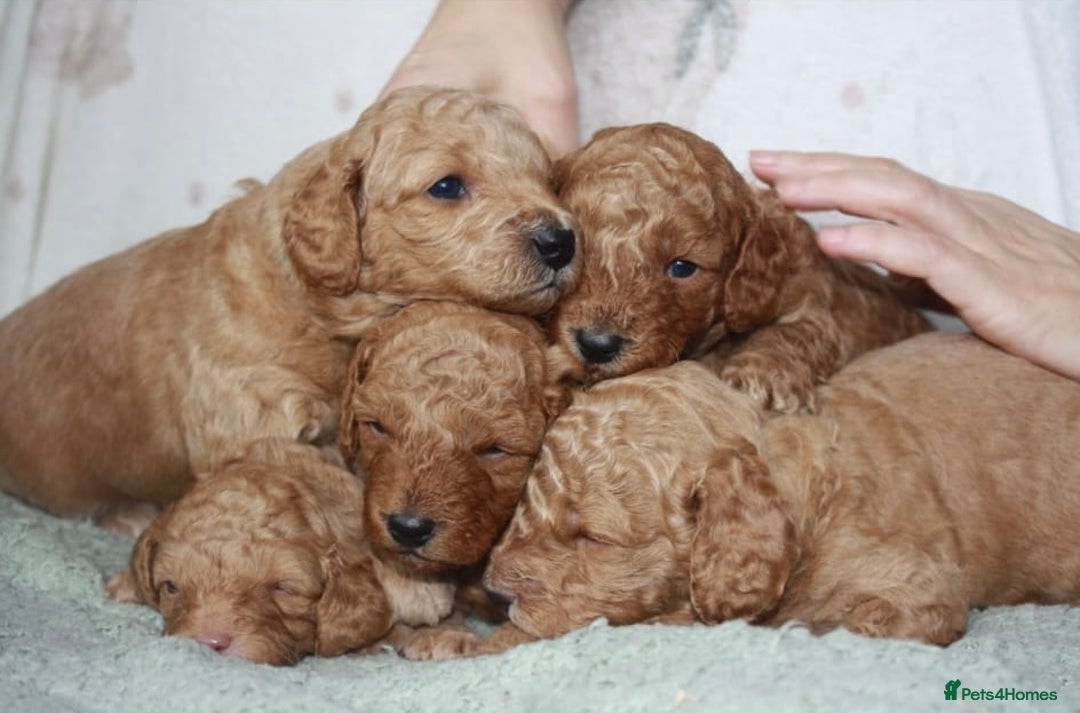 Cavapoo dogs for sale: 6 Cavapoos for sale - Advert 6