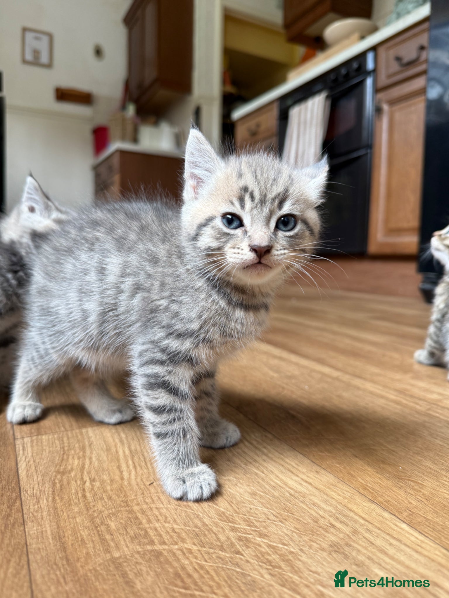 Mixed Breed cats for sale: 1 boy & 3 girl kittens 🐈🐾🩷🩵 - Advert 6