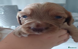 Cocker Spaniel dogs for sale: Kc registered cocker spaniel puppies - Image 8