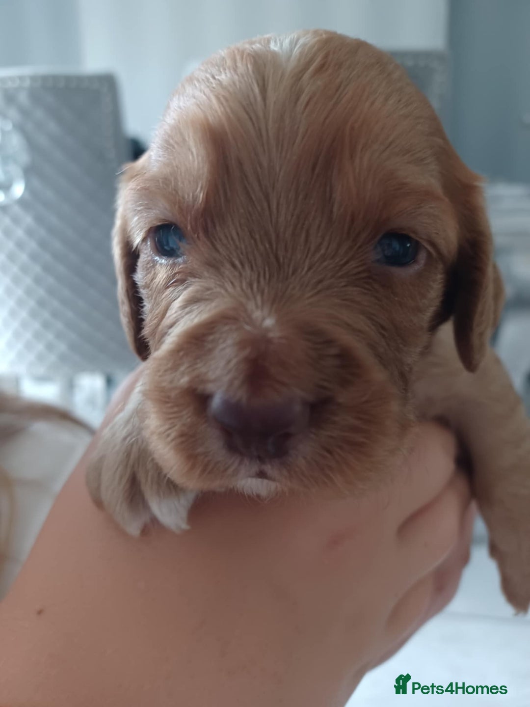 Cocker Spaniel dogs for sale: Kc registered cocker spaniel puppies - Image 8