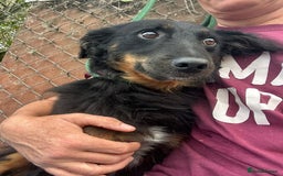 Mixed Breed dogs for adoption: Paige - Norwich Norfolk  - Image 3