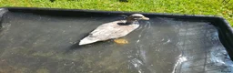 Ducks poultry for sale: Call duckling for sale  - Advert 8