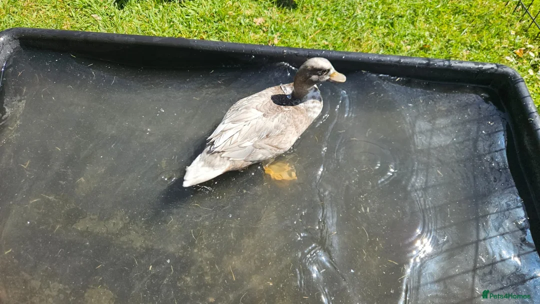 Ducks poultry for sale: Call duckling for sale  - Advert 8