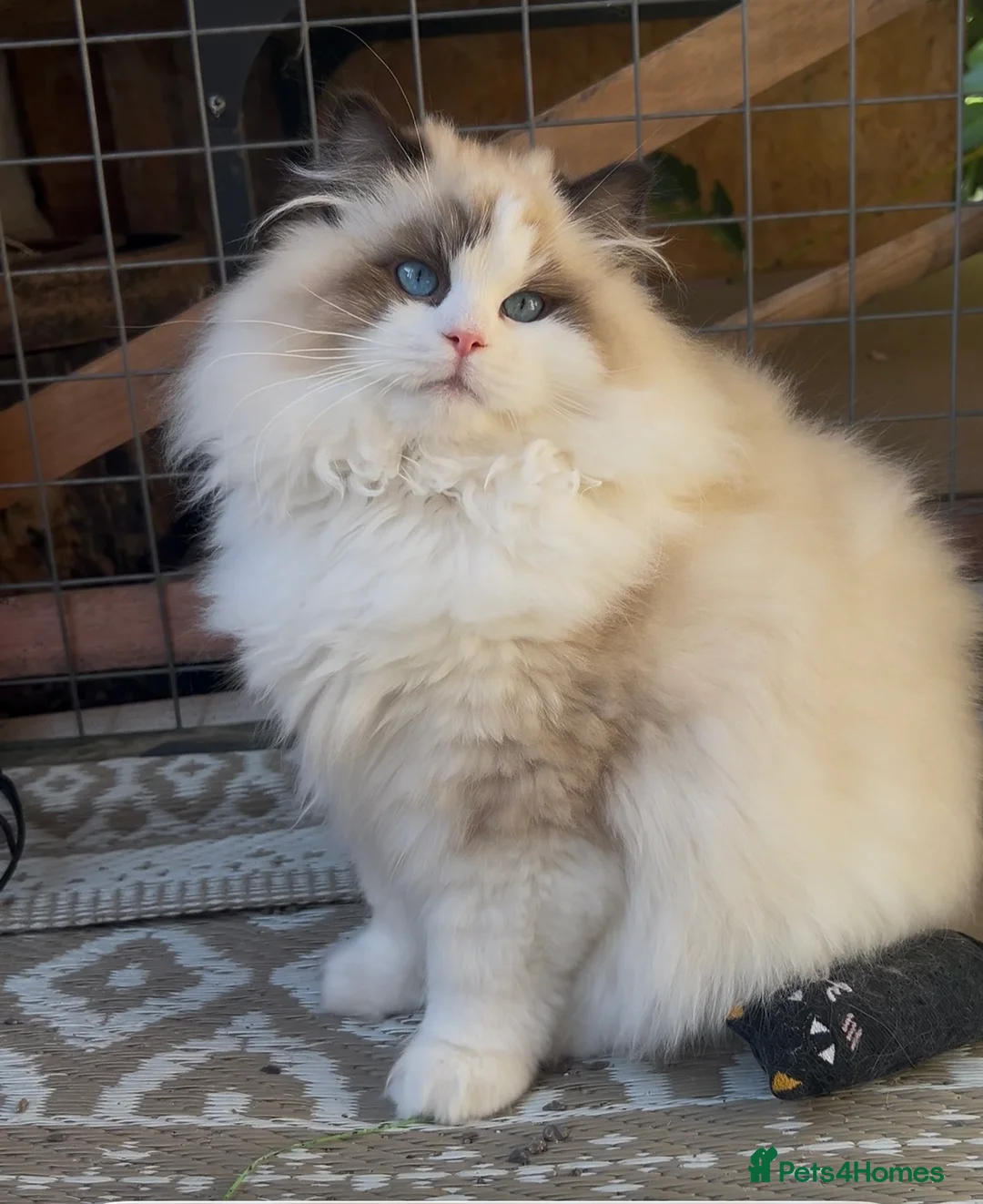 Ragdoll cats for sale: Stunning Tica Boy SHOW/BREED - Advert 2