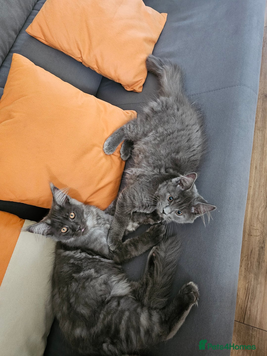 Maine Coon cats for sale: Blue Maine Coon kittens Tica registered in King's Lynn - Image 32