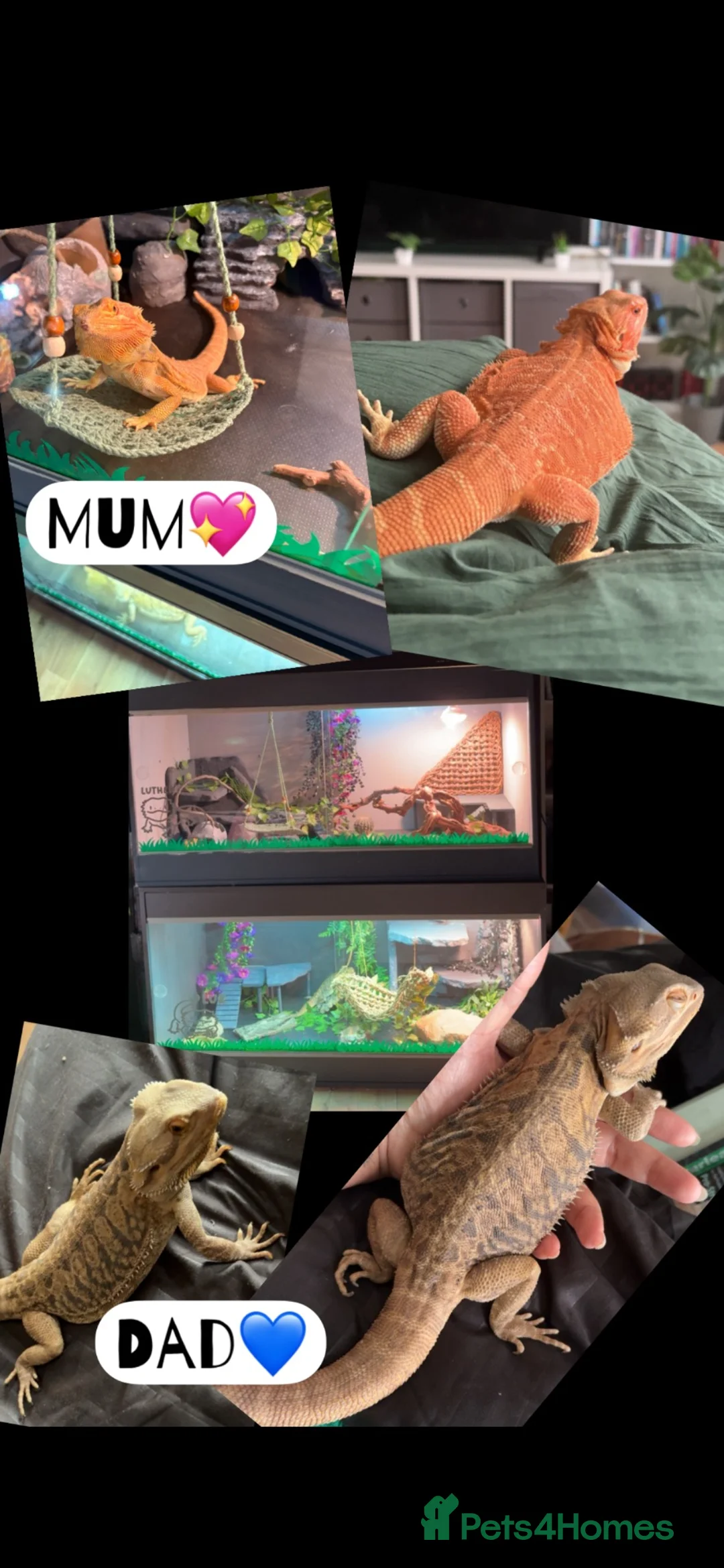 Bearded Dragon reptiles for sale: Bearded dragon babies - Advert 5