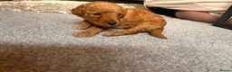 Cockapoo dogs for sale: Beautiful F1 cockapoos in Cranleigh - Advert 18