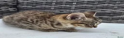 European cats for sale: Playful kittens  - Advert 19