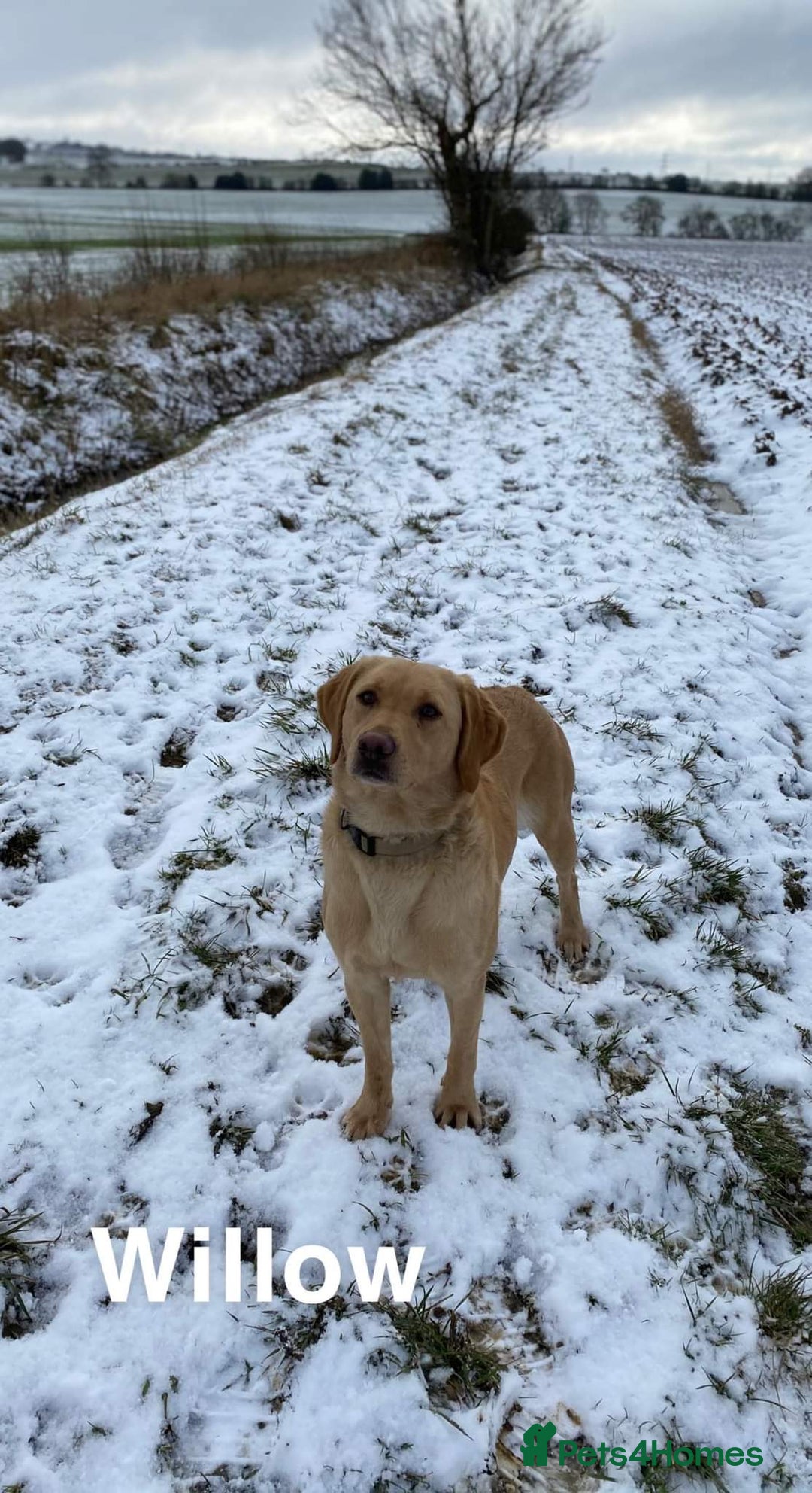 Labrador Retriever dogs for sale: Working Pedigree Yellow Lab pups champion lines - Advert 3