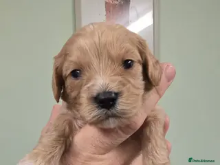 Cavachon dogs F1 Cavapoochons for sale! - Advert 2