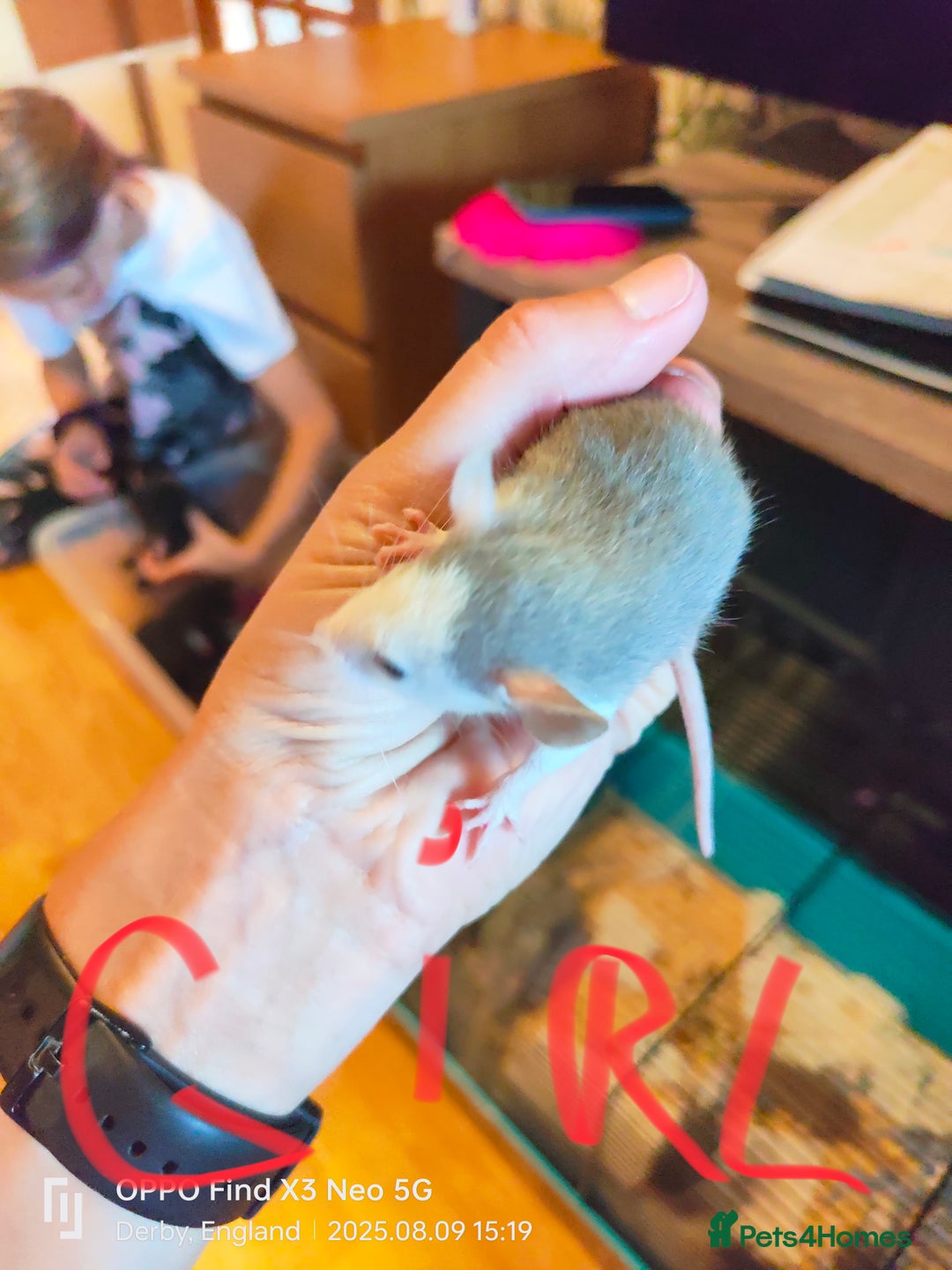 Rat rodents for sale: Dumbo rex Rats - Image 3