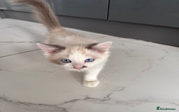 Ragdoll cats for sale: Ragdoll kittens  - Image 4