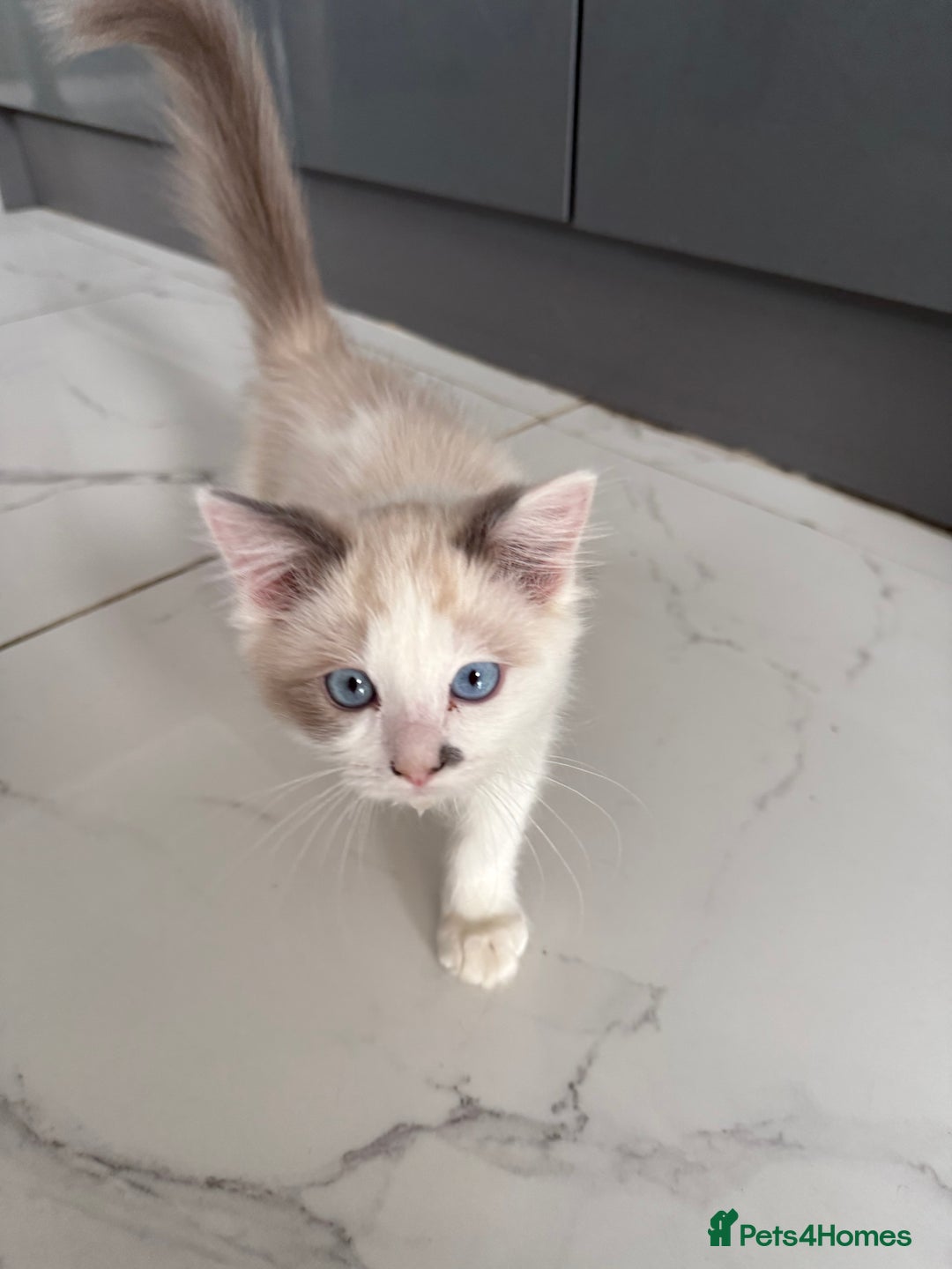 Ragdoll cats for sale: Ragdoll kittens  - Image 4