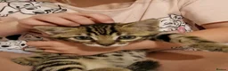Bengal cats for sale: Gorgeous bengal boy in Poole - Advert 4
