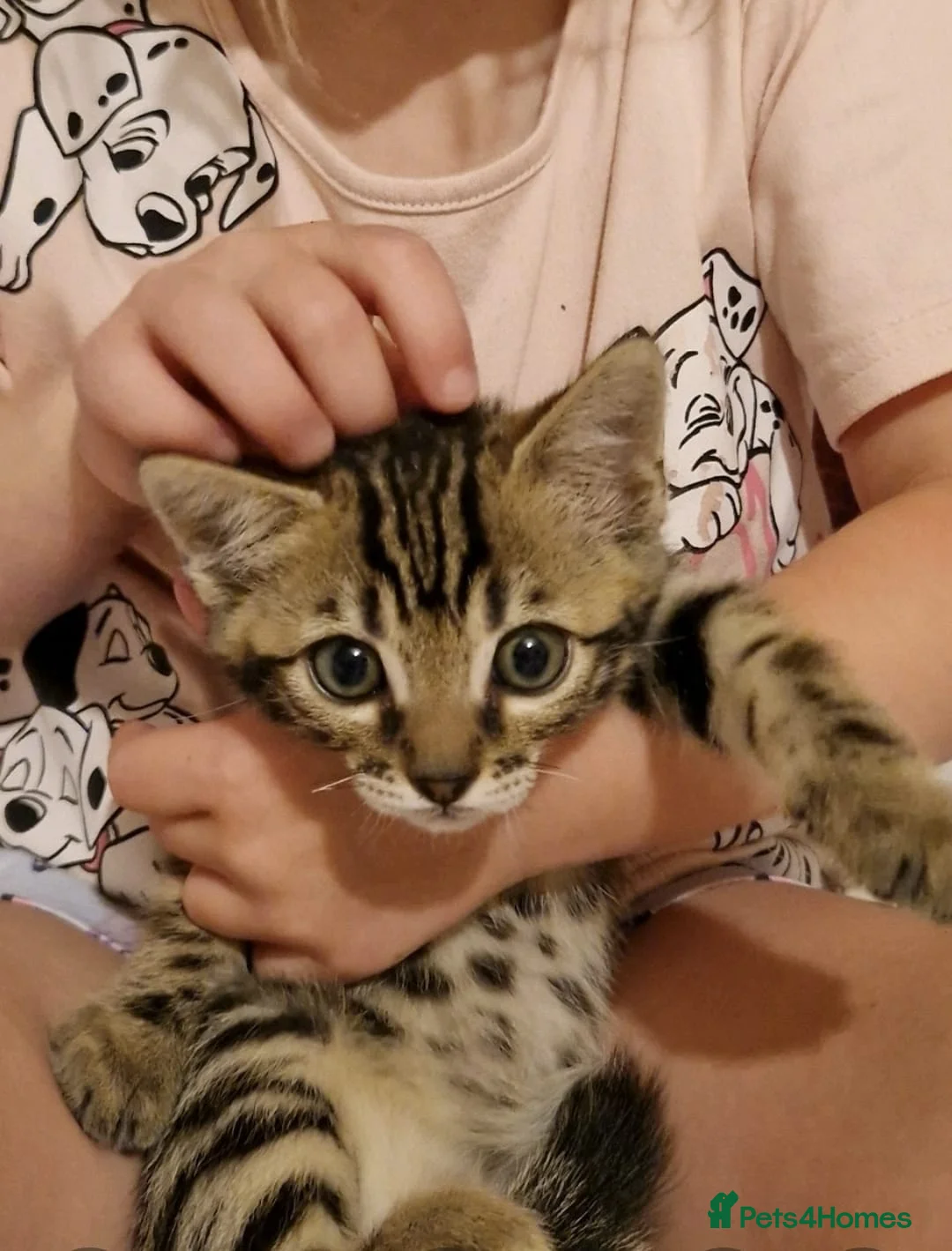 Bengal cats for sale: Gorgeous bengal boy in Poole - Advert 4