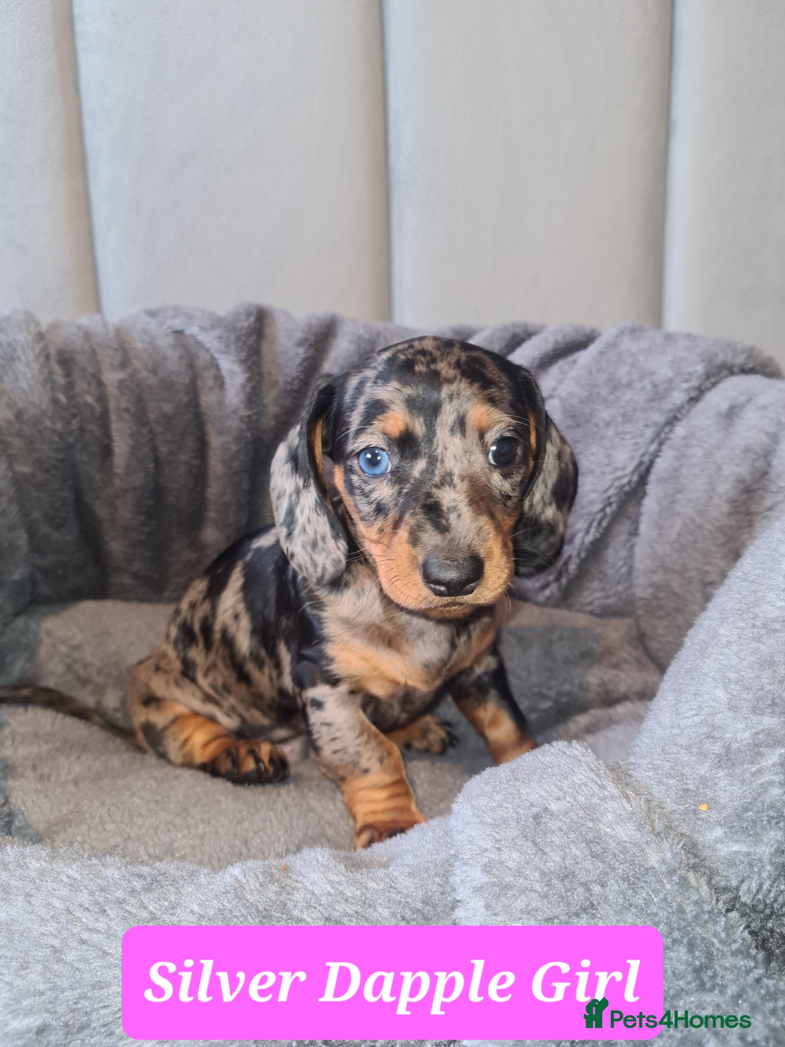 Dachshund dogs 1 Stunning Dachshund Pup - Advert 6