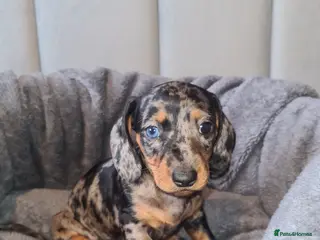 Dachshund dogs 1 Stunning Dachshund Pup - Advert 6