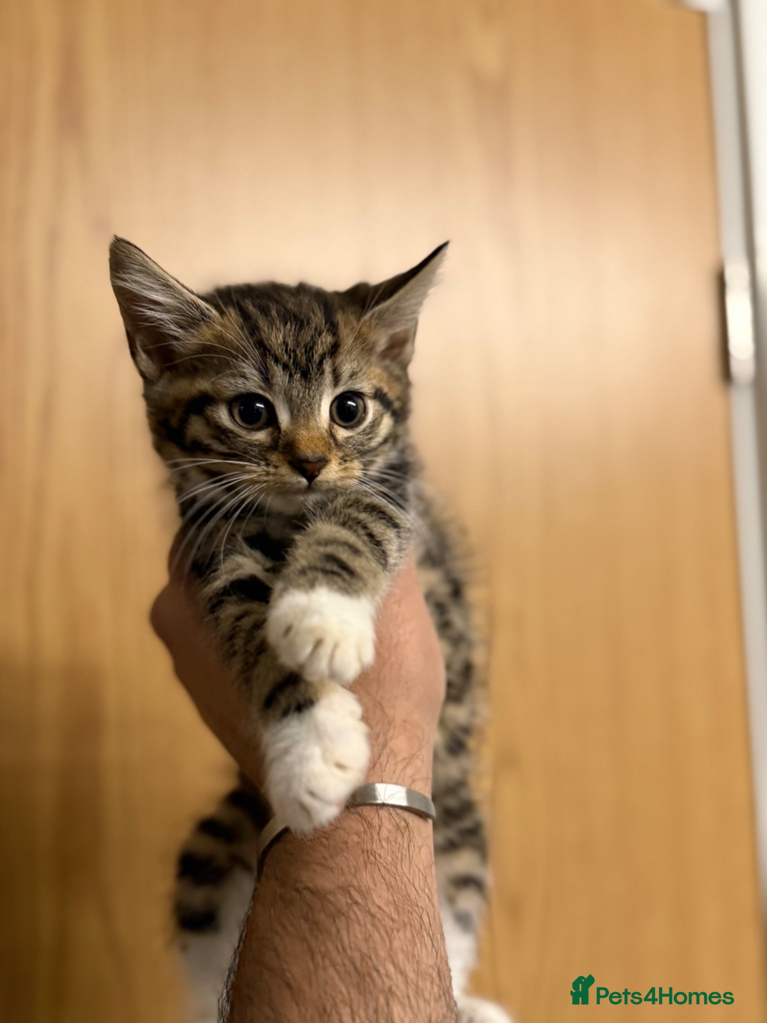 Mixed Breed cats 4 beautiful kittens available  - Advert 1