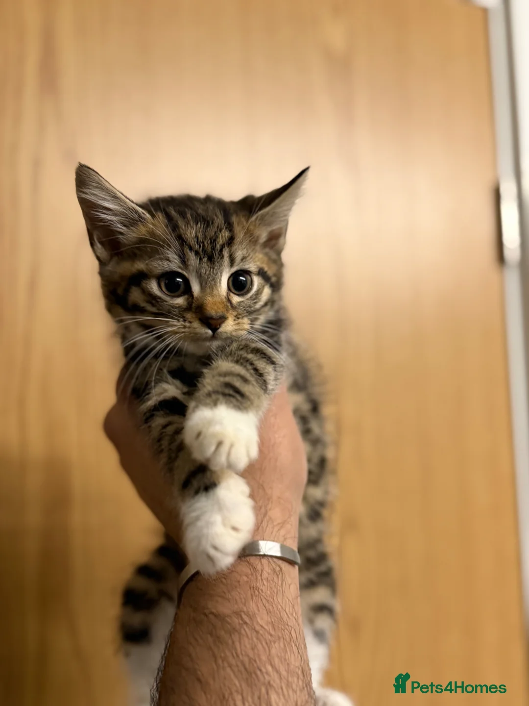 Mixed Breed cats for sale: 4 beautiful kittens available  - Advert 1