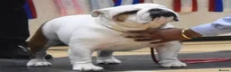 English Bulldog dogs for sale: Champion Sired KC Bulldog Puppies in Manchester - Advert 6