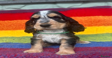 Cocker Spaniel dogs - Advert 6