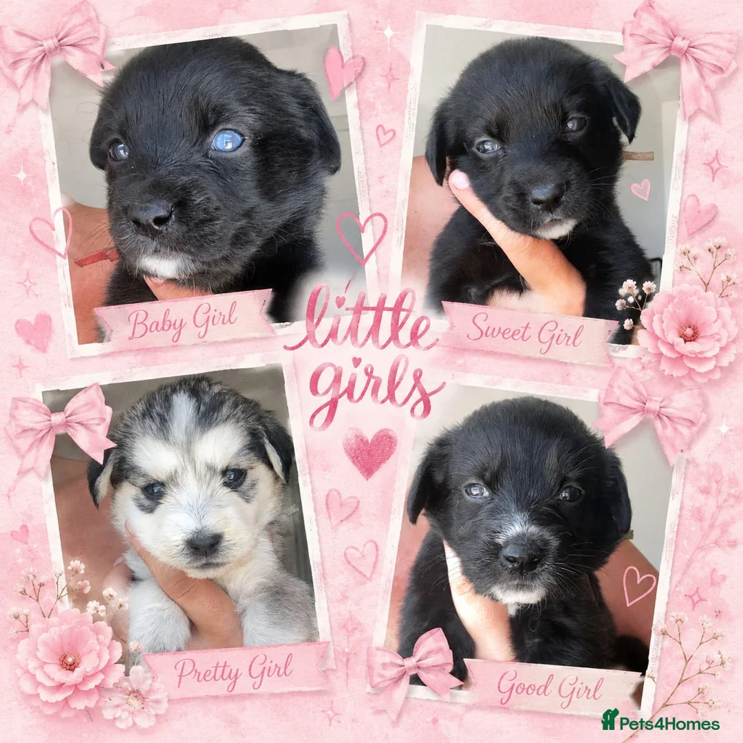 Mixed Breed dogs for sale: 10 beautiful pups for sale  in Retford - Advert 8