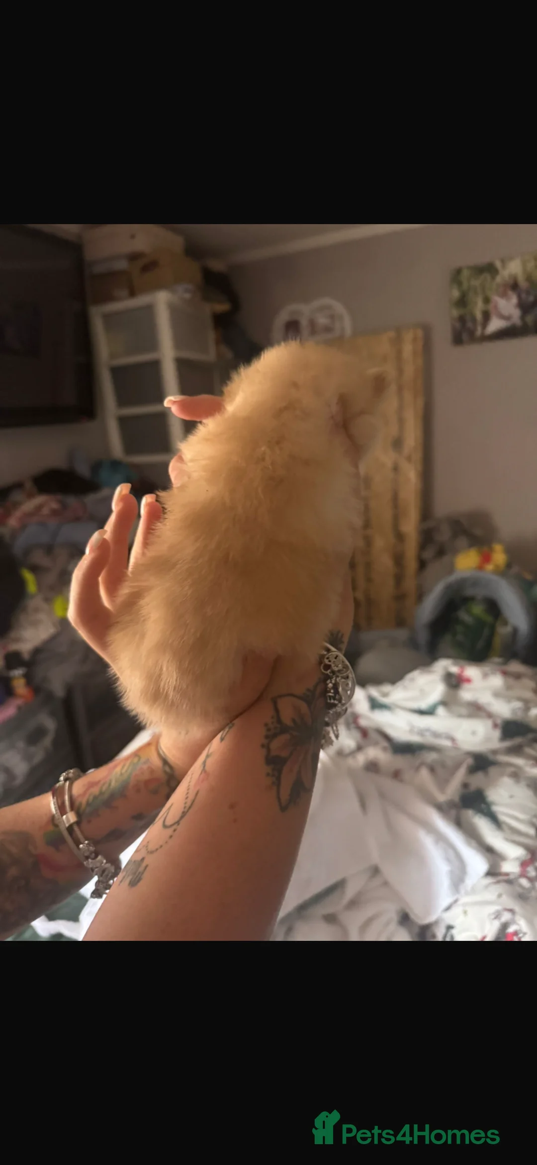 Pomeranian dogs for sale: Pomeranian puppies - Advert 2