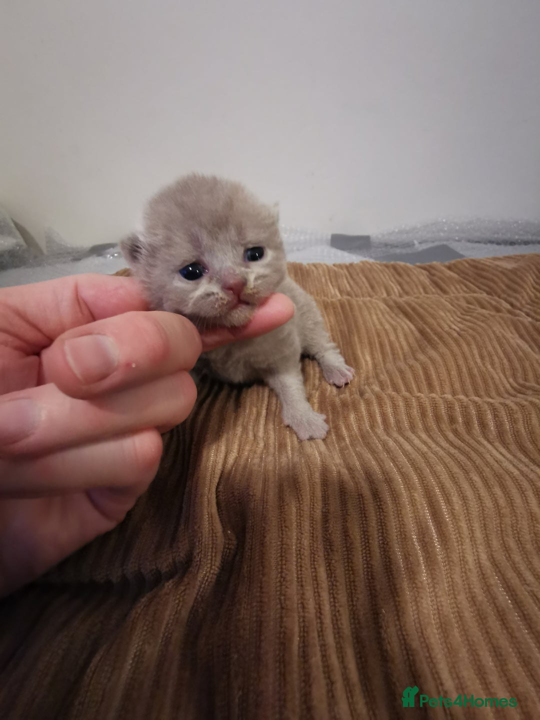 British Shorthair cats for sale: GCCF REGISTERED BRITISH SHORTHAIRED KITTENS - Advert 19