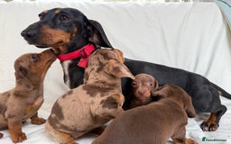 Miniature Dachshund dogs for sale: Dachshund puppy’s for sale - Image 16