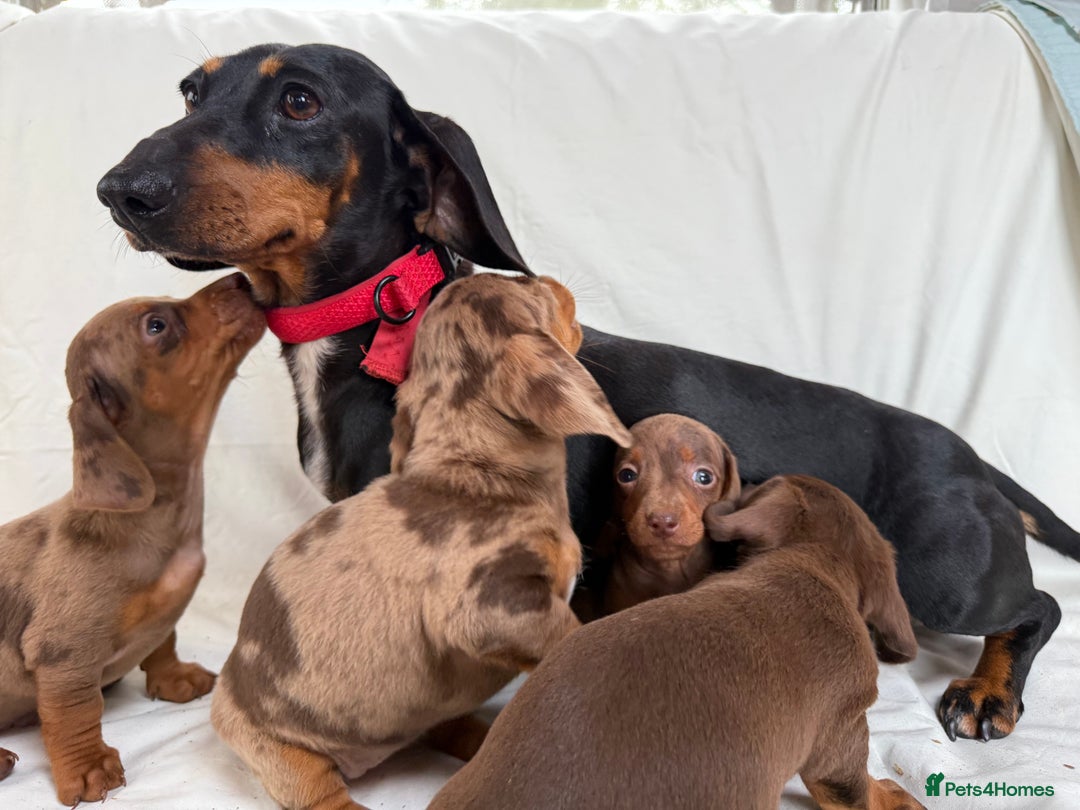 Miniature Dachshund dogs for sale: Dachshund puppy’s for sale - Image 16